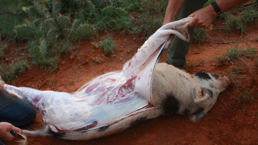 skinning wild hog, first cuts, removing hide