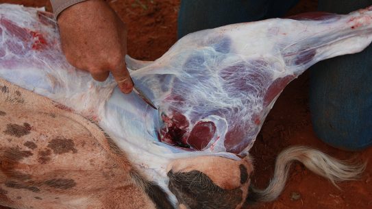 wild hog processing leg tendons meat, field butcher