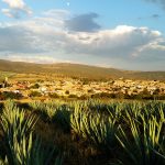 Tequila, agave plant, Mexico