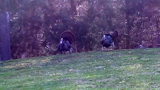This turkey porn video should bring all the hunters to the yard.