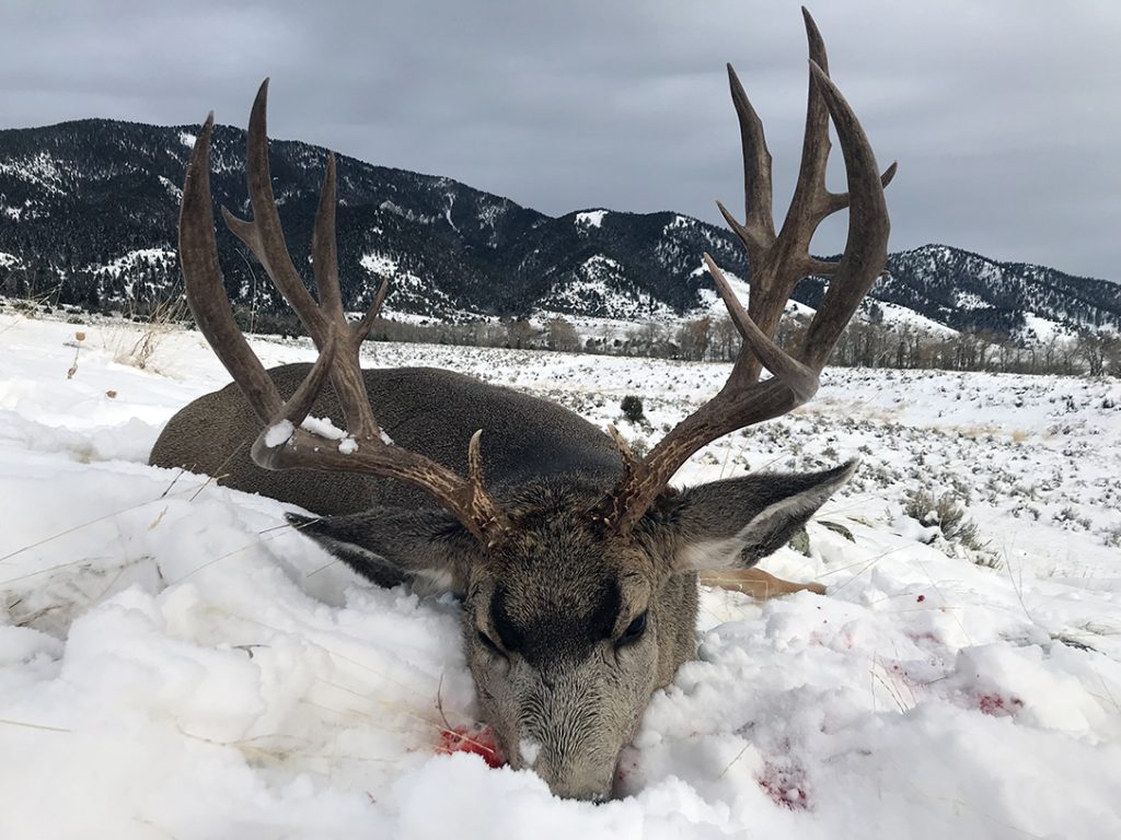 This gnarly 6x7 mule deer taken in Montana 2022. 