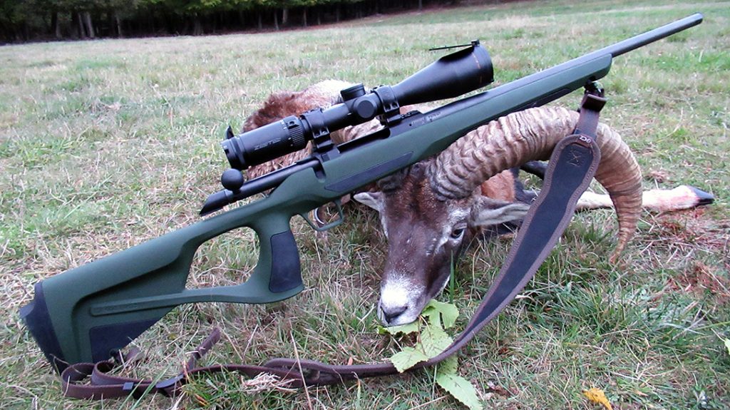 The author made a killing shot on the hunt with a CZ 600 series rifle.